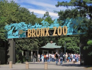 Bronx Video Surveillance System